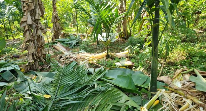 കല്ലേലി ചെളിക്കുഴിയിൽ കാട്ടാനയുടെ ആക്രമണത്തിൽ ലക്ഷങ്ങളുടെ നാശം കല്ലേലി ചെളിക്കുഴിയിൽ കാട്ടാനയുടെ ആക്രമണത്തിൽ ലക്ഷങ്ങളുടെ നാശം