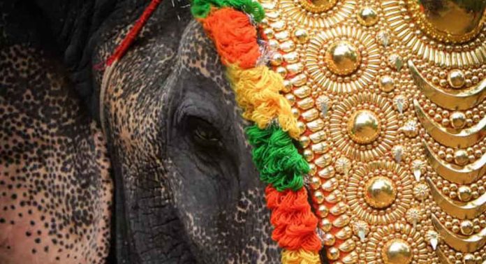 വിരണ്ടോടിയ ആനയുടെ ചവിട്ടേറ്റ് ഒരാള്ക്ക് ദാരുണാന്ത്യം ; രണ്ടാം പാപ്പാന് ഗുരുതര പരിക്ക് വിരണ്ടോടിയ ആനയുടെ ചവിട്ടേറ്റ് ഒരാള്ക്ക് ദാരുണാന്ത്യം ; രണ്ടാം പാപ്പാന് ഗുരുതര പരിക്ക്