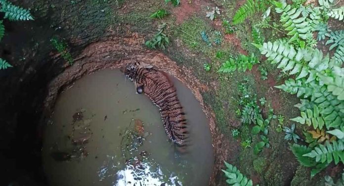 പത്തനംതിട്ട വയ്യാറ്റുപുഴ വില്ലൂന്നിപ്പാറ ജനവാസമേഖലയില് കടുവ കിണറ്റിൽ വീണു പത്തനംതിട്ട വയ്യാറ്റുപുഴ വില്ലൂന്നിപ്പാറ ജനവാസമേഖലയില് കടുവ കിണറ്റിൽ വീണു