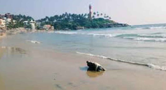 കോവളത്ത് വീണ്ടും കടലാമ ചത്ത് തീരത്തടിഞ്ഞു കോവളത്ത് വീണ്ടും കടലാമ ചത്ത് തീരത്തടിഞ്ഞു