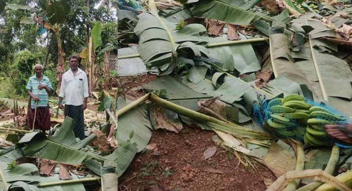 അരുവാപ്പുലത്തും തണ്ണിത്തോട്ടിലും കലിതുള്ളി കാട്ടാന ; ഉറക്കം നഷ്ടപെട്ട് കർഷകർ അരുവാപ്പുലത്തും തണ്ണിത്തോട്ടിലും കലിതുള്ളി കാട്ടാന ; ഉറക്കം നഷ്ടപെട്ട് കർഷകർ