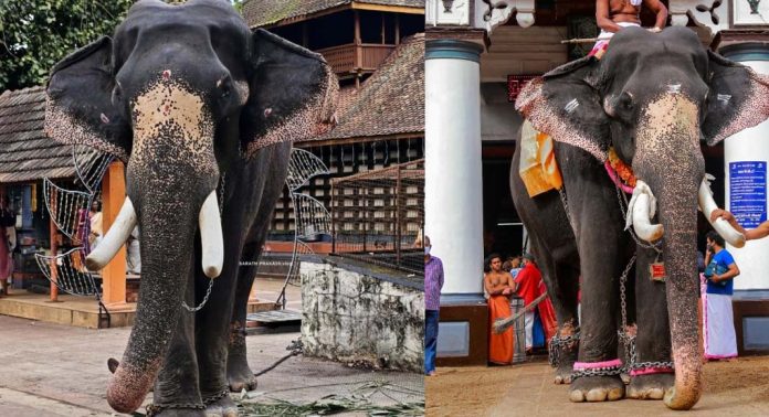 ഗജകേസരി മുല്ലയ്ക്കൽ ബാലകൃഷ്ണൻ ചരിഞ്ഞു ഗജകേസരി മുല്ലയ്ക്കൽ ബാലകൃഷ്ണൻ ചരിഞ്ഞു