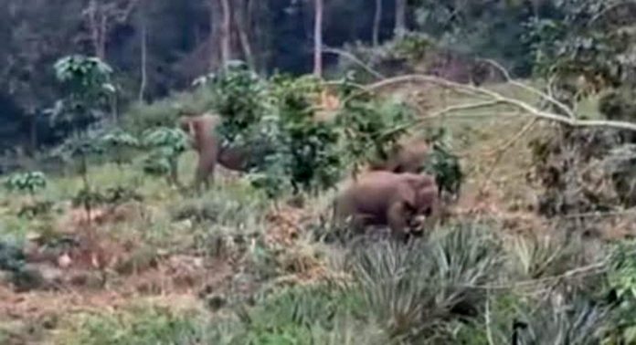 കുളത്തുമണ്ണില് ജനവാസ മേഖലയില് കാട്ടാനക്കൂട്ടം ; ഭീതിയില് ഒരു ഗ്രാമം കുളത്തുമണ്ണില് ജനവാസ മേഖലയില് കാട്ടാനക്കൂട്ടം ; ഭീതിയില് ഒരു ഗ്രാമം