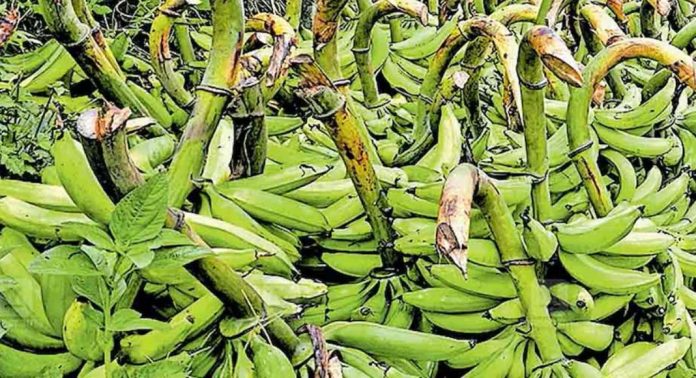 ഏത്തക്കുലകള്ക്ക് വിലയില്ല ; കര്ഷകര് വന് പ്രതിസന്ധിയില് ഏത്തക്കുലകള്ക്ക് വിലയില്ല ; കര്ഷകര് വന് പ്രതിസന്ധിയില്