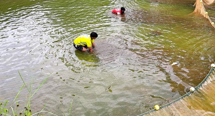 മത്സ്യകുഞ്ഞുങ്ങളെ വിതരണം ചെയ്തതില് തട്ടിപ്പ് ; ഫിഷറീസ് വകുപ്പിലെ നാല് ഉദ്യോഗസ്ഥർ 25,07,500 രൂപ നഷ്ടപരിഹാരം നല്കാന് വിധി മത്സ്യകുഞ്ഞുങ്ങളെ വിതരണം ചെയ്തതില് തട്ടിപ്പ് ; ഫിഷറീസ് വകുപ്പിലെ നാല് ഉദ്യോഗസ്ഥർ 25,07,500 രൂപ നഷ്ടപരിഹാരം നല്കാന് വിധി