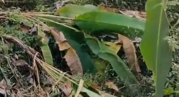 കോന്നി മെഡിക്കൽ കോളേജിന് സമീപം കാട്ടാനയിറങ്ങി കോന്നി മെഡിക്കൽ കോളേജിന് സമീപം കാട്ടാനയിറങ്ങി