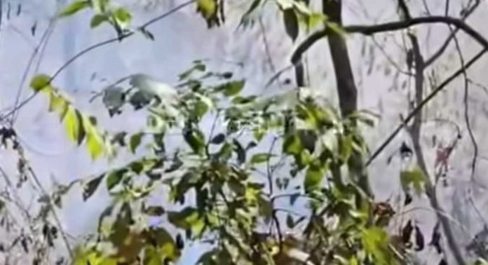 മുതുപേഴുങ്കൽ മരുതേത്ത് പാറമടയ്ക്ക് സമീപം റബ്ബർ തോട്ടത്തിലെ പുല്ലുകൾക്ക് തീപിടിച്ചു മുതുപേഴുങ്കൽ മരുതേത്ത് പാറമടയ്ക്ക് സമീപം റബ്ബർ തോട്ടത്തിലെ പുല്ലുകൾക്ക് തീപിടിച്ചു