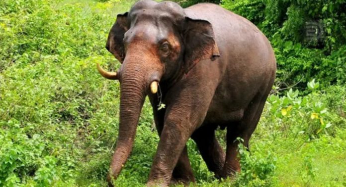 കോന്നിയില് കാട്ടാനയെ കണ്ട് ഭയന്നോടി വീണ ഗൃഹനാഥന് കാലിന് ഗുരുതര പരിക്ക് കോന്നിയില് കാട്ടാനയെ കണ്ട് ഭയന്നോടി വീണ ഗൃഹനാഥന് കാലിന് ഗുരുതര പരിക്ക്