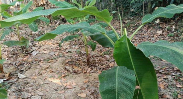 കാര്ഷിക വിളകള് രാസവസ്തുകള് ഉപയോഗിച്ച് തുടര്ച്ചയായി നശിപ്പിക്കുന്നു ; മികച്ച കര്ഷനുള്ള അവാര്ഡ് വാങ്ങിയ നെല്ലിമുകള് സ്വദേശി മഹേന്ദ്രനെ സഹായിക്കുവാന് ആരുമില്ല കാര്ഷിക വിളകള് രാസവസ്തുകള് ഉപയോഗിച്ച് തുടര്ച്ചയായി നശിപ്പിക്കുന്നു ; മികച്ച കര്ഷനുള്ള അവാര്ഡ് വാങ്ങിയ നെല്ലിമുകള് സ്വദേശി മഹേന്ദ്രനെ സഹായിക്കുവാന് ആരുമില്ല