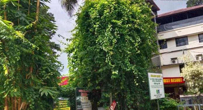 പെരുന്തേനരുവിയില് ടൂറിസം സ്ഥലത്ത് സൗരോര്ജ്ജ വിളക്കുകള് കത്താതായിട്ട് നാളുകളായിട്ടും നടപടി എടുക്കാതെ അധികൃതർ പെരുന്തേനരുവിയില് ടൂറിസം സ്ഥലത്ത് സൗരോര്ജ്ജ വിളക്കുകള് കത്താതായിട്ട് നാളുകളായിട്ടും നടപടി എടുക്കാതെ അധികൃതർ