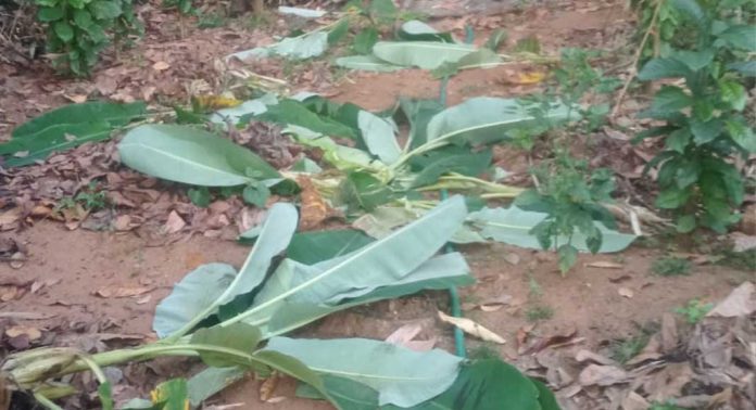 വിളവെടുപ്പിന് പാകമായ വാഴകൾ കാട്ടുപന്നി നശിപ്പിച്ചു ; ദുരിതത്തിൽ കർഷകർ വിളവെടുപ്പിന് പാകമായ വാഴകൾ കാട്ടുപന്നി നശിപ്പിച്ചു ; ദുരിതത്തിൽ കർഷകർ