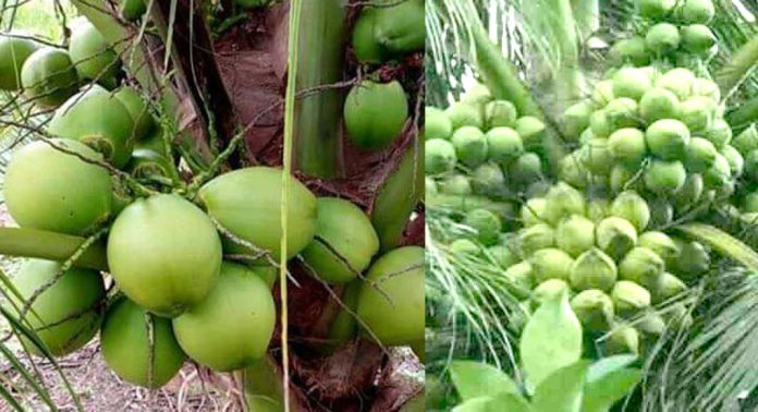 കർഷകർക്ക് നേട്ടമായി ഹൈബ്രിഡ് തെങ്ങുകൾ : ഒരു കിലോ തൂക്കവും ഒരു ലിറ്റർ വെള്ളവും കർഷകർക്ക് നേട്ടമായി ഹൈബ്രിഡ് തെങ്ങുകൾ : ഒരു കിലോ തൂക്കവും ഒരു ലിറ്റർ വെള്ളവും