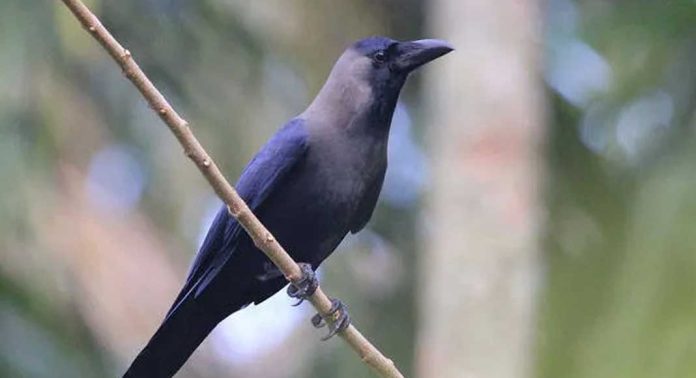 കണ്ണൂർ മാലൂർ പഞ്ചായത്തിൽ ചത്ത കാക്കയിൽ പക്ഷിപ്പനി സ്ഥിരീകരിച്ചു കണ്ണൂർ മാലൂർ പഞ്ചായത്തിൽ ചത്ത കാക്കയിൽ പക്ഷിപ്പനി സ്ഥിരീകരിച്ചു