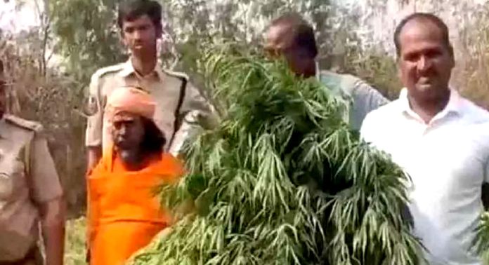 ക്ഷേത്രവളപ്പിൽ കഞ്ചാവ് കൃഷി ; പൂജാരി പിടിയിൽ – 70 ലക്ഷം രൂപയുടെ ലഹരി വസ്തുക്കൾ ക്ഷേത്രവളപ്പിൽ കഞ്ചാവ് കൃഷി ; പൂജാരി പിടിയിൽ – 70 ലക്ഷം രൂപയുടെ ലഹരി വസ്തുക്കൾ