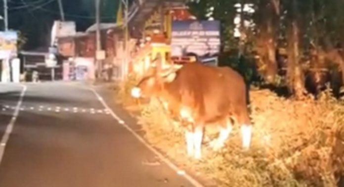 എലിമുള്ളുംപ്ലാക്കലില് കാട്ടുപോത്തിന്റെ മുന്നില്പെട്ട് കാര് യാത്രക്കാര് എലിമുള്ളുംപ്ലാക്കലില് കാട്ടുപോത്തിന്റെ മുന്നില്പെട്ട് കാര് യാത്രക്കാര്
