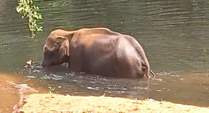 തണ്ണിത്തോട് കല്ലാറ്റിൽ അവശനിലയിൽ കാട്ടാന : ചികിത്സാ നൽകാൻ കഴിഞ്ഞില്ല തണ്ണിത്തോട് കല്ലാറ്റിൽ അവശനിലയിൽ കാട്ടാന : ചികിത്സാ നൽകാൻ കഴിഞ്ഞില്ല