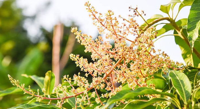 പൂത്തുനില്ക്കുന്ന മാവുകളിൽനിന്നും മികച്ച വിളവ് ലഭിക്കുന്നതിന്…. പൂത്തുനില്ക്കുന്ന മാവുകളിൽനിന്നും മികച്ച വിളവ് ലഭിക്കുന്നതിന്….
