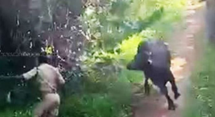 പോത്തിന് എന്തോന്ന് ഫയര്ഫോഴ്സ് ? തിരുവല്ലയില് വിരണ്ടോടിയ പോത്ത് ആക്രമിച്ചു ; ഫയര്ഫോഴ്സ് ഉദ്യോഗസ്ഥന് അടക്കം 7 പേര്ക്ക് പരിക്ക് പോത്തിന് എന്തോന്ന് ഫയര്ഫോഴ്സ് ? തിരുവല്ലയില് വിരണ്ടോടിയ പോത്ത് ആക്രമിച്ചു ; ഫയര്ഫോഴ്സ് ഉദ്യോഗസ്ഥന് അടക്കം 7 പേര്ക്ക് പരിക്ക്