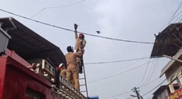 വൈദ്യുതി കമ്പിയില് കുടുങ്ങിയ പ്രാവിന് രക്ഷകരായി പത്തനംതിട്ട ഫയര് ഫോഴ്സ് വൈദ്യുതി കമ്പിയില് കുടുങ്ങിയ പ്രാവിന് രക്ഷകരായി പത്തനംതിട്ട ഫയര് ഫോഴ്സ്