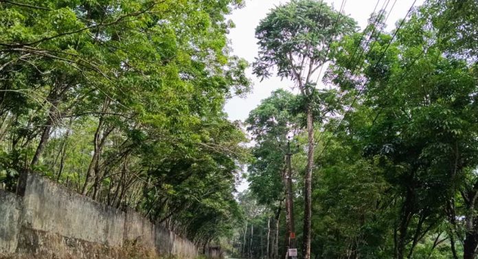 റോഡരികിലെ പെരുമരത്തിൽ പുഴുശല്യം രൂക്ഷം ; ഇടമുറിയിൽ കാൽനടയാത്രക്കാരും വിദ്യാർത്ഥികളും ദുരിതത്തിൽ റോഡരികിലെ പെരുമരത്തിൽ പുഴുശല്യം രൂക്ഷം ; ഇടമുറിയിൽ കാൽനടയാത്രക്കാരും വിദ്യാർത്ഥികളും ദുരിതത്തിൽ