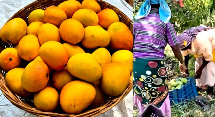 വാടകയ്ക്ക് മാവുകളുമായി പാലക്കാരന് : കർഷകന് വരുമാനം – ഉപഭോക്താവിന് ശുദ്ധമായ മാമ്പഴം വാടകയ്ക്ക് മാവുകളുമായി പാലക്കാരന് : കർഷകന് വരുമാനം – ഉപഭോക്താവിന് ശുദ്ധമായ മാമ്പഴം