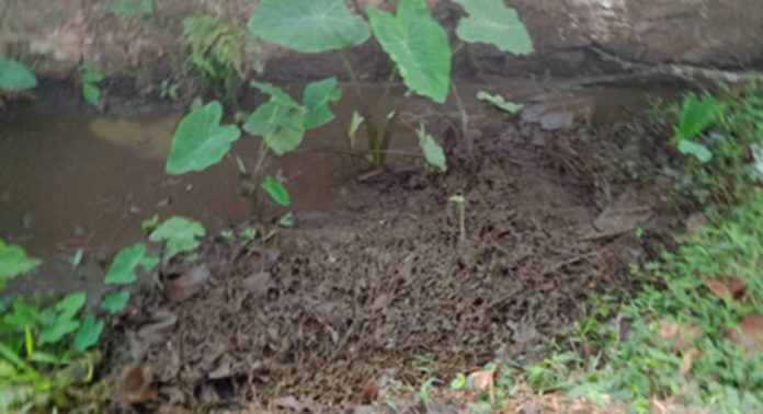 അടൂര് സര്ക്കാര് സീഡ് ഫാം വയലില് കക്കൂസ് മാലിന്യം തള്ളി ; നോക്കുകുത്തിയായി നഗരസഭ അടൂര് സര്ക്കാര് സീഡ് ഫാം വയലില് കക്കൂസ് മാലിന്യം തള്ളി ; നോക്കുകുത്തിയായി നഗരസഭ