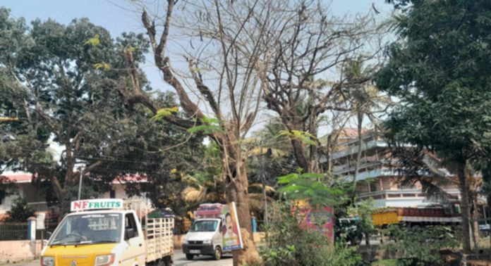 പത്തനംതിട്ട നഗരത്തില് അപകടഭീഷണിയായി തണല് മരങ്ങളുടെ ഉണങ്ങിയ ശിഖരങ്ങള് പത്തനംതിട്ട നഗരത്തില് അപകടഭീഷണിയായി തണല് മരങ്ങളുടെ ഉണങ്ങിയ ശിഖരങ്ങള്