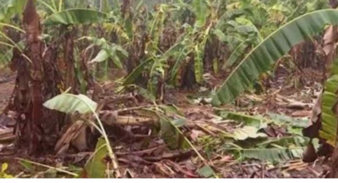 വടശേരിക്കര കുമ്പളത്താമണ്ണില് കാട്ടാനക്കൂട്ടം കൃഷി നശിപ്പിച്ചു വടശേരിക്കര കുമ്പളത്താമണ്ണില് കാട്ടാനക്കൂട്ടം കൃഷി നശിപ്പിച്ചു