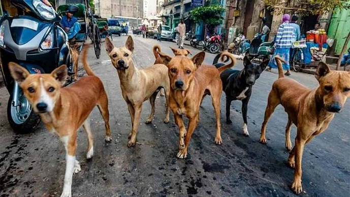 പ്രതിഷേധങ്ങള്ക്കൊടുവില് തണ്ണിത്തോട്ടിലെ അനധികൃത നായ ഷെല്റ്റര് മാറ്റുന്നു പ്രതിഷേധങ്ങള്ക്കൊടുവില് തണ്ണിത്തോട്ടിലെ അനധികൃത നായ ഷെല്റ്റര് മാറ്റുന്നു