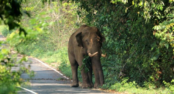 വടശേരിക്കരയിൽ കാട്ടാന ശല്യം രൂക്ഷം : ജനവാസ മേഖലകളിൽ ചില്ലിക്കൊമ്പന്റെ രാജവാഴ്ച വടശേരിക്കരയിൽ കാട്ടാന ശല്യം രൂക്ഷം : ജനവാസ മേഖലകളിൽ ചില്ലിക്കൊമ്പന്റെ രാജവാഴ്ച