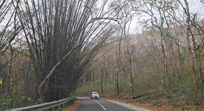 ചെത്തോങ്കര – അത്തിക്കയം റോഡിൽ മുളങ്കൂട്ടം യാത്രക്കാർക്ക് ഭീഷണി ചെത്തോങ്കര – അത്തിക്കയം റോഡിൽ മുളങ്കൂട്ടം യാത്രക്കാർക്ക് ഭീഷണി