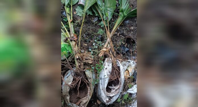 കാട്ടുപന്നി ശല്യം രൂക്ഷം : ചാക്കിൽ വളർത്തിയ തെങ്ങിൻ തൈകൾ നശിപ്പിച്ചു കാട്ടുപന്നി ശല്യം രൂക്ഷം : ചാക്കിൽ വളർത്തിയ തെങ്ങിൻ തൈകൾ നശിപ്പിച്ചു