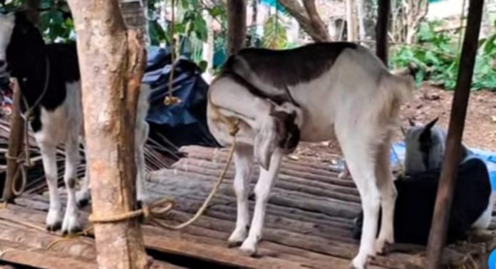 ചിറ്റാര് കട്ടച്ചിറയില് അജ്ഞാത ജീവി ആടിനെ പിടിച്ചു ; പുലി എന്ന് നാട്ടുകാര് ചിറ്റാര് കട്ടച്ചിറയില് അജ്ഞാത ജീവി ആടിനെ പിടിച്ചു ; പുലി എന്ന് നാട്ടുകാര്