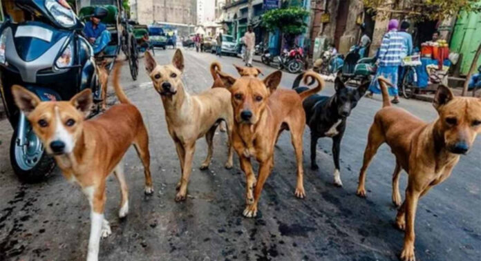 വാഴമുട്ടത്ത് തെരുവ് നായയുടെ ആക്രമണത്തില് നാട്ടുകാര്ക്ക് പരിക്ക് വാഴമുട്ടത്ത് തെരുവ് നായയുടെ ആക്രമണത്തില് നാട്ടുകാര്ക്ക് പരിക്ക്
