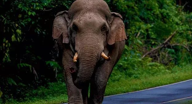 അതിരപ്പിള്ളിയിലെ വനപാതയിൽ വീണ്ടും ഭീതിവിതച്ച് കാട്ടാന അതിരപ്പിള്ളിയിലെ വനപാതയിൽ വീണ്ടും ഭീതിവിതച്ച് കാട്ടാന