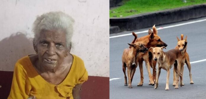 വയോധികയെ കടിച്ചു കൊന്ന നായക്ക് പേവിഷബാധ സ്ഥിരീകരിച്ചു വയോധികയെ കടിച്ചു കൊന്ന നായക്ക് പേവിഷബാധ സ്ഥിരീകരിച്ചു