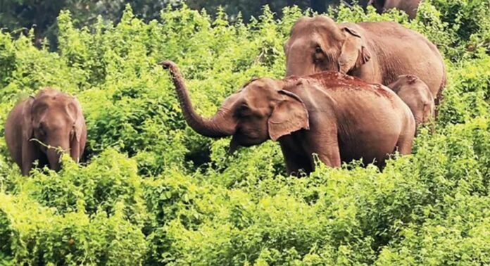വന്യമൃഗ ആക്രമണം ; കൊല്ലപ്പെടുന്നവരുടെ കുടുംബങ്ങൾക്കുള്ള ധനസഹായം ഉയർത്തി വന്യമൃഗ ആക്രമണം ; കൊല്ലപ്പെടുന്നവരുടെ കുടുംബങ്ങൾക്കുള്ള ധനസഹായം ഉയർത്തി
