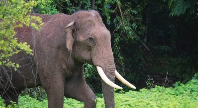 അട്ടപ്പാടിയില് കാട്ടാന ആക്രമണത്തില് പരുക്കേറ്റ ഗൃഹനാഥന് മരിച്ചു അട്ടപ്പാടിയില് കാട്ടാന ആക്രമണത്തില് പരുക്കേറ്റ ഗൃഹനാഥന് മരിച്ചു