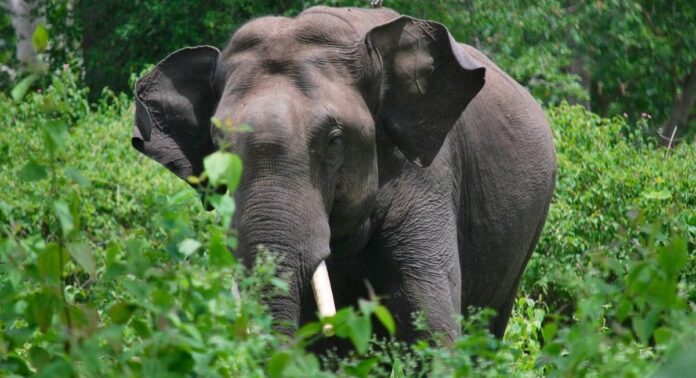 വയനാട്ടിൽ ജനവാസ മേഖലയിലിറങ്ങിയ കാട്ടാനയെ പിടികൂടാൻ ശ്രമം തുടരുന്നു വയനാട്ടിൽ ജനവാസ മേഖലയിലിറങ്ങിയ കാട്ടാനയെ പിടികൂടാൻ ശ്രമം തുടരുന്നു