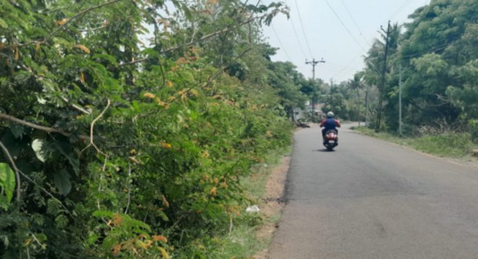 കല്ലറക്കടവ് റോഡില് യാത്രക്കാര്ക്ക് ഭീഷണിയായി ഇഞ്ചമുള്ളുകള് കല്ലറക്കടവ് റോഡില് യാത്രക്കാര്ക്ക് ഭീഷണിയായി ഇഞ്ചമുള്ളുകള്