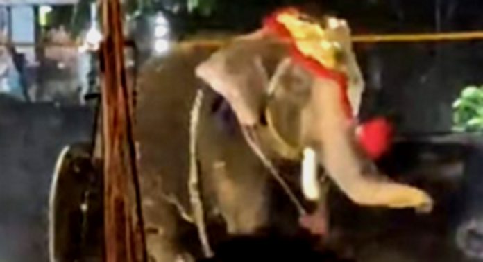 ആറാട്ടിനെത്തിച്ച ആന ഇടഞ്ഞ് പാപ്പാനെ ആക്രമിച്ചു ; നിരവധി വാഹനങ്ങളും തകര്ത്തു ആറാട്ടിനെത്തിച്ച ആന ഇടഞ്ഞ് പാപ്പാനെ ആക്രമിച്ചു ; നിരവധി വാഹനങ്ങളും തകര്ത്തു