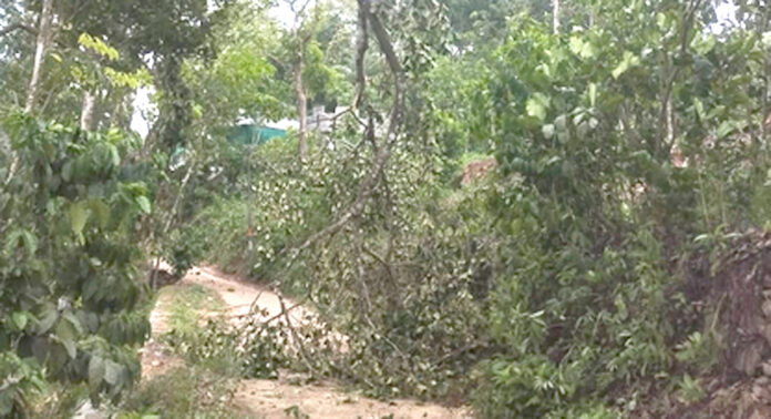 വേനൽ മഴയിലും കാറ്റിലും പെരുനാട്, അത്തിക്കയം മേഖലകളിൽ വ്യാപക നാശനഷ്ടം വേനൽ മഴയിലും കാറ്റിലും പെരുനാട്, അത്തിക്കയം മേഖലകളിൽ വ്യാപക നാശനഷ്ടം