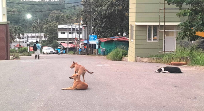 തെരുവ് നായകള് കയ്യടക്കി കോന്നി മെഡിക്കല് കോളേജ് പരിസരം തെരുവ് നായകള് കയ്യടക്കി കോന്നി മെഡിക്കല് കോളേജ് പരിസരം