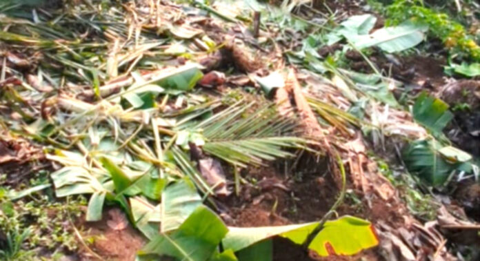 വടശ്ശേരിക്കര ഒളികല്ലിൽ കാട്ടാനക്കൂട്ടം കൃഷി നശിപ്പിച്ചു ; ലക്ഷങ്ങളുടെ നഷ്ടം വടശ്ശേരിക്കര ഒളികല്ലിൽ കാട്ടാനക്കൂട്ടം കൃഷി നശിപ്പിച്ചു ; ലക്ഷങ്ങളുടെ നഷ്ടം