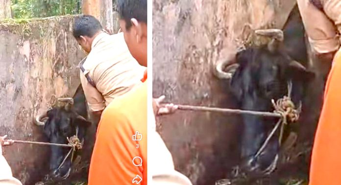 മതിലിനും ഇലക്ട്രിക് പോസ്റ്റിനും ഇടയില് തല കുടുങ്ങിയ പശുവിന് രക്ഷകരായി റാന്നി ഫയര് ഫോഴ്സ് മതിലിനും ഇലക്ട്രിക് പോസ്റ്റിനും ഇടയില് തല കുടുങ്ങിയ പശുവിന് രക്ഷകരായി റാന്നി ഫയര് ഫോഴ്സ്