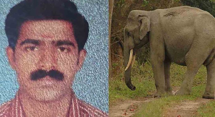 രാജീവിന്റെ മരണം കാട്ടാന ആക്രമണത്തിൽ ; പോസ്റ്റുമോർട്ടം റിപ്പോർട്ട് രാജീവിന്റെ മരണം കാട്ടാന ആക്രമണത്തിൽ ; പോസ്റ്റുമോർട്ടം റിപ്പോർട്ട്
