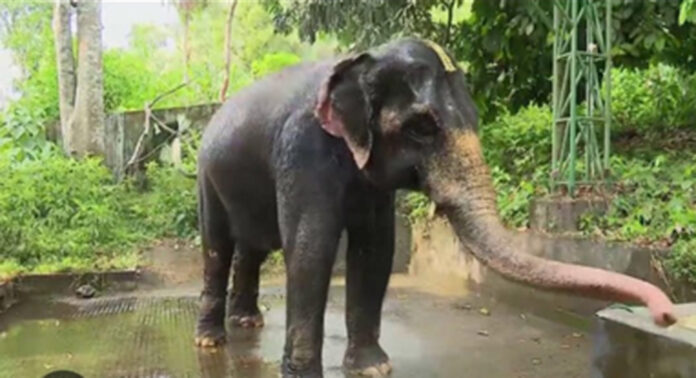 കോന്നിയില് ആനകള്ക്ക് ഷവര്ബാത്ത് – കഴിക്കാന് തണ്ണിമത്തനും വാഴപ്പിണ്ടിയും പഴ വര്ഗങ്ങളും കോന്നിയില് ആനകള്ക്ക് ഷവര്ബാത്ത് – കഴിക്കാന് തണ്ണിമത്തനും വാഴപ്പിണ്ടിയും പഴ വര്ഗങ്ങളും