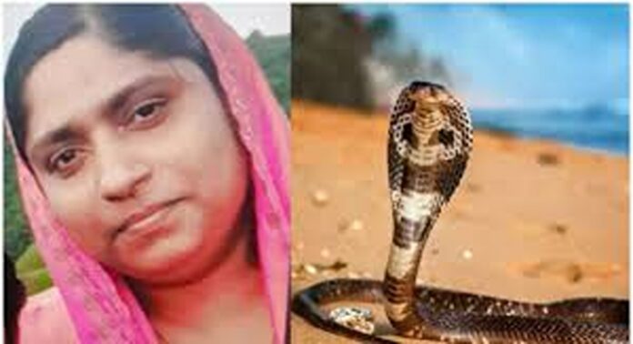കായംകുളത്ത് പാമ്പ് കടിയേറ്റ് മരിച്ച സെലീനയ്ക്ക് ആശുപത്രിയിൽ നിന്ന് ആന്റിവെനം നൽകിയില്ലെന്ന ആരോപണവുമായി ബന്ധുക്കൾ കായംകുളത്ത് പാമ്പ് കടിയേറ്റ് മരിച്ച സെലീനയ്ക്ക് ആശുപത്രിയിൽ നിന്ന് ആന്റിവെനം നൽകിയില്ലെന്ന ആരോപണവുമായി ബന്ധുക്കൾ