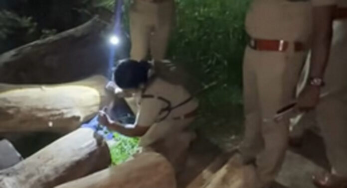 ചിറ്റാറില് വനപാലകരുടെ അഴിഞ്ഞാട്ടം : നിയമപരമായ രേഖകള് സഹിതം മില്ലില് എത്തിച്ച തേക്ക് തടികള് വനപാലകര് പിടിച്ചെടുത്തു ചിറ്റാറില് വനപാലകരുടെ അഴിഞ്ഞാട്ടം : നിയമപരമായ രേഖകള് സഹിതം മില്ലില് എത്തിച്ച തേക്ക് തടികള് വനപാലകര് പിടിച്ചെടുത്തു