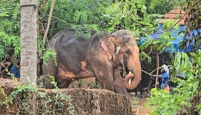 കുന്നംകുളത്ത് ആന ഇടഞ്ഞു ; നാട്ടുകാർ പരിഭ്രാന്തിയിലായി കുന്നംകുളത്ത് ആന ഇടഞ്ഞു ; നാട്ടുകാർ പരിഭ്രാന്തിയിലായി